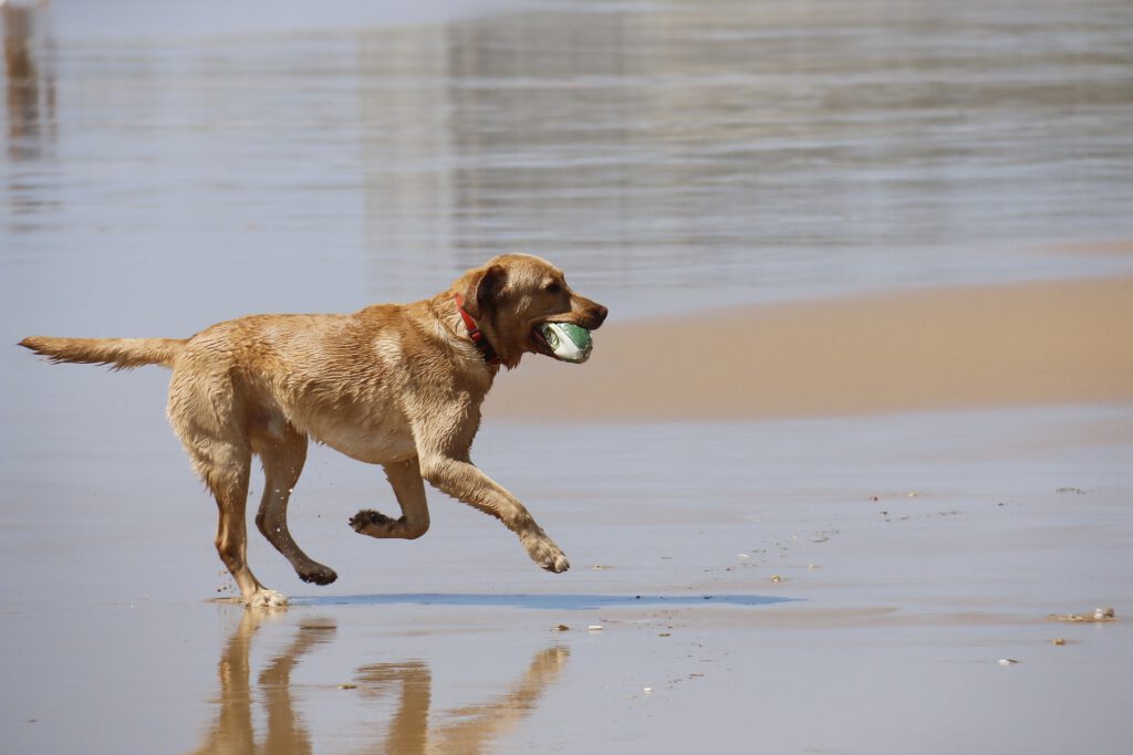 photo of a dog running at scheveningen beach