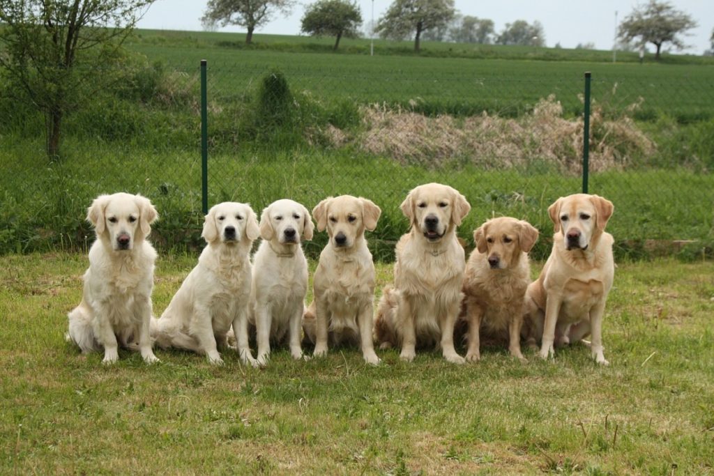 photo-of-seven-golden-retrievers-sitting-in-a-line-on-grass