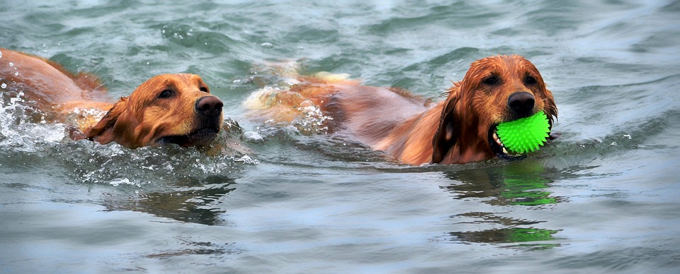 Dog Breeds in the Netherlands