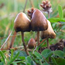 Scientists in the Netherlands are microdosing psilocybin