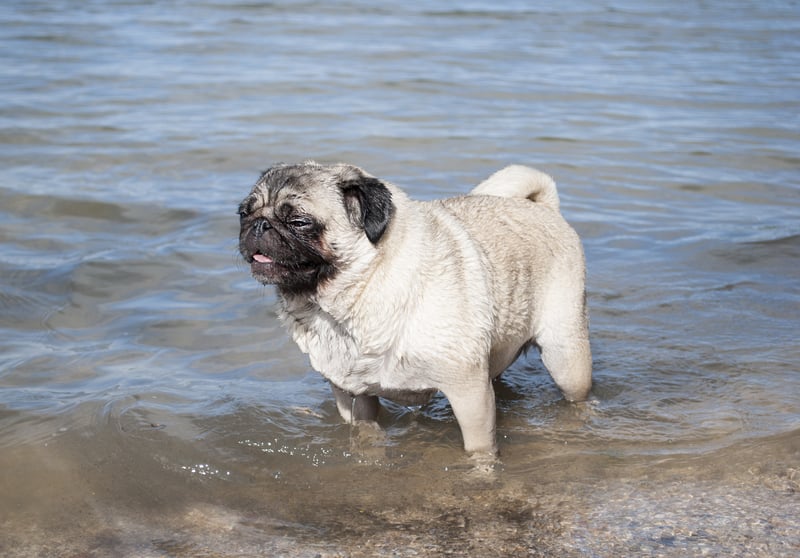 photo-of-wet-pug-at-the-beach