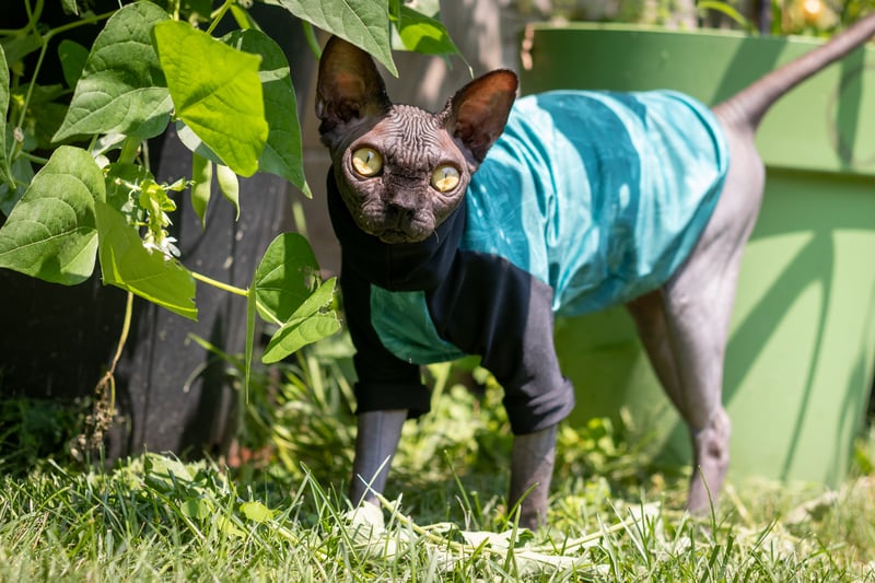 photo-of-hairless-cat-wearing-sun-protection-shirt