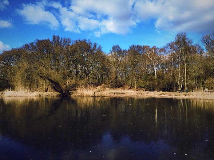 picture-of-rotterdam-park-kralingse-plas-water-blue-skies-dark-green-trees