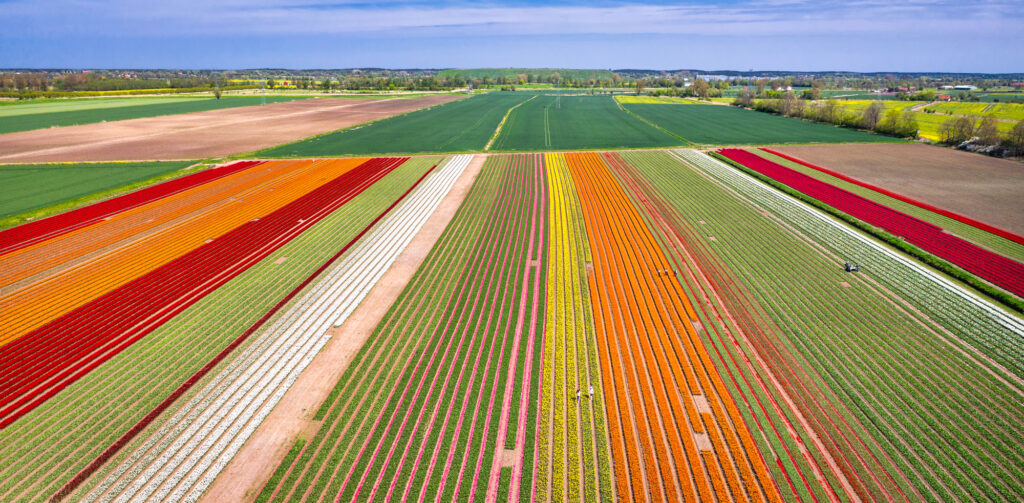 drone-photo-of-colurful-tulip-fields-across-flat-dutch-landscape