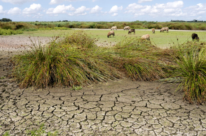 dry-ground-with-sheep-in-back-drought-in-netherlands