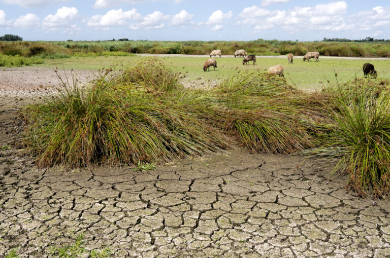 Climate change has the Netherlands in hot water: here’s what you should know