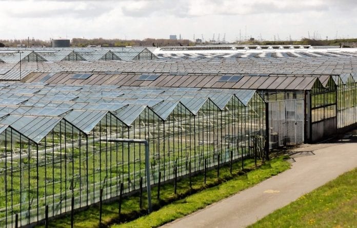 Greenhouses-in-dutch-agricultural-sector