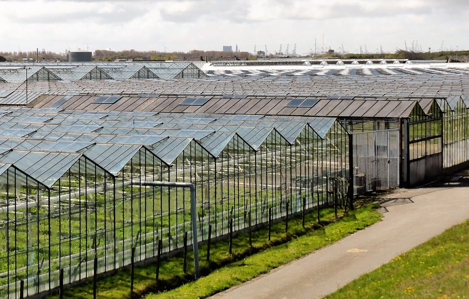 L'horticulture aux Pays-Bas