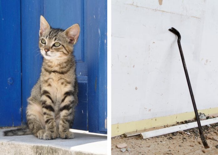 photo-of-tabby-cat-on-one-side-against-a-blue-door-sitting-and-crowbar-leaning-against-wall-on-right-side