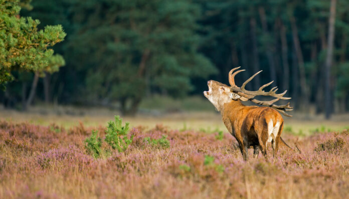 red-deer-burling-hoge-veluwe-park-netherlands-drying-up