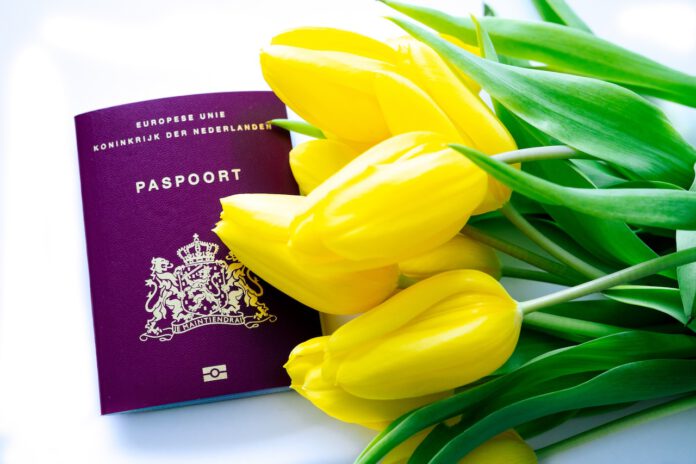 dutch-passport-on-white-background-next-to-yellow-tulips