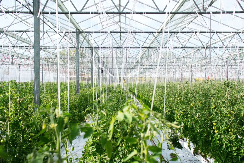 greenhouse-farming-vegetables