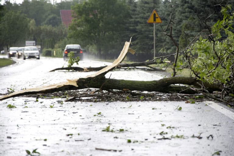 Woman (19) dies after being struck by tree during Storm Conall