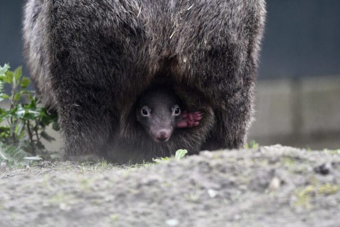 Baby-wombat-born-in-Dutch-zoo-nestled-in-pouch