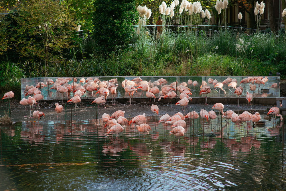 flamingos-in-artis-zoo-things-to-do-in-amsterdam