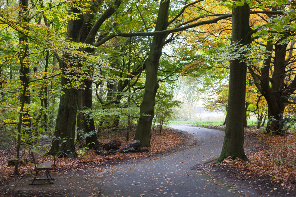 footpath-winding-around-trees-walking-route-kralingse-bos-rotterdam