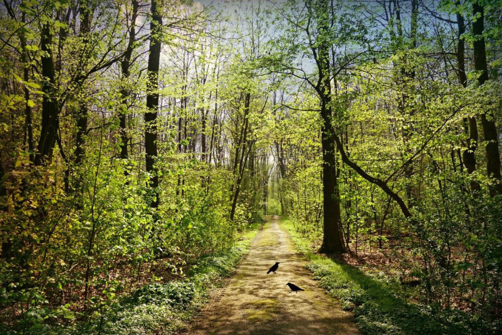 photo of green trees and birds sitting on a forest path in Amsterdam Bos, a Dutch forest