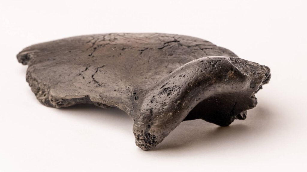 fossil-fragment-dutch-neanderthal