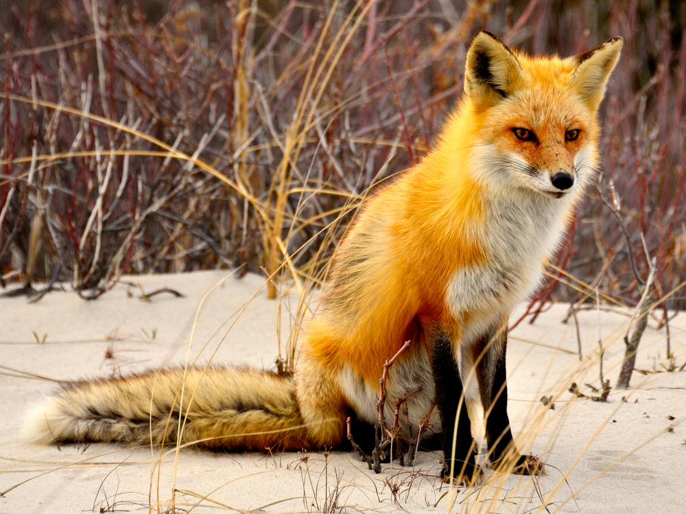 fox-in-dunes-of-scheveningen