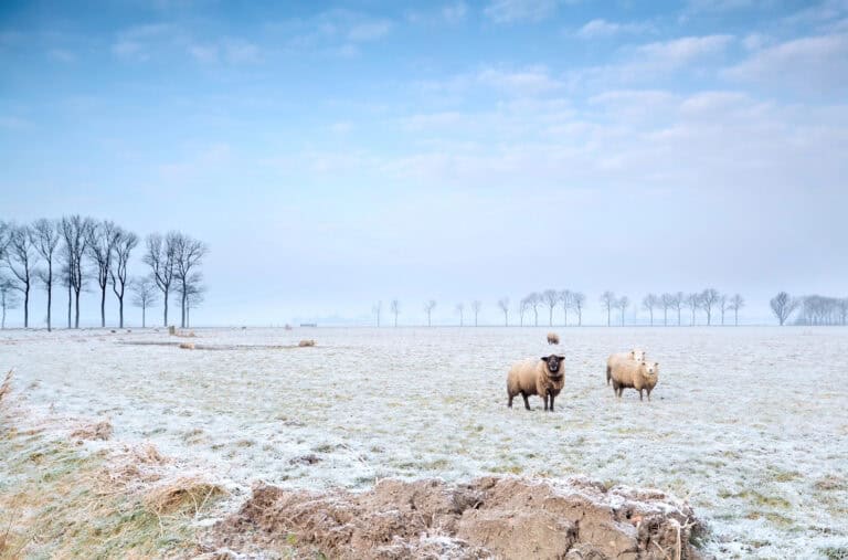 Hail, sleet, and freezing temperatures to hit the Netherlands this week