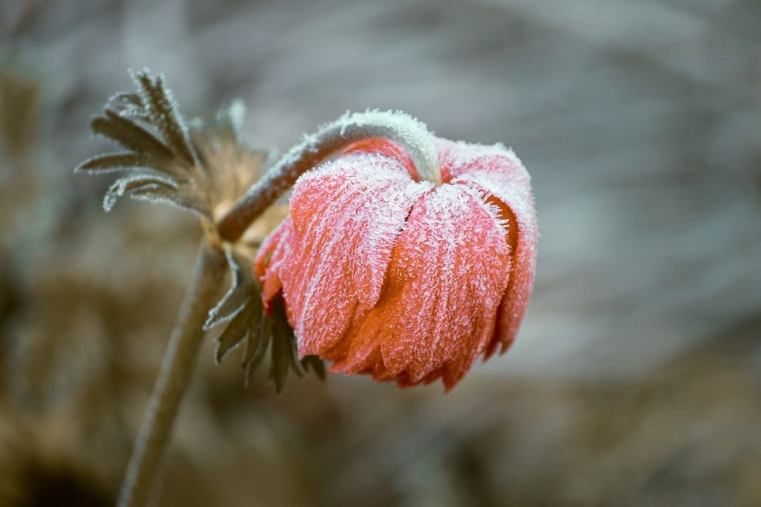first frost of netherlands