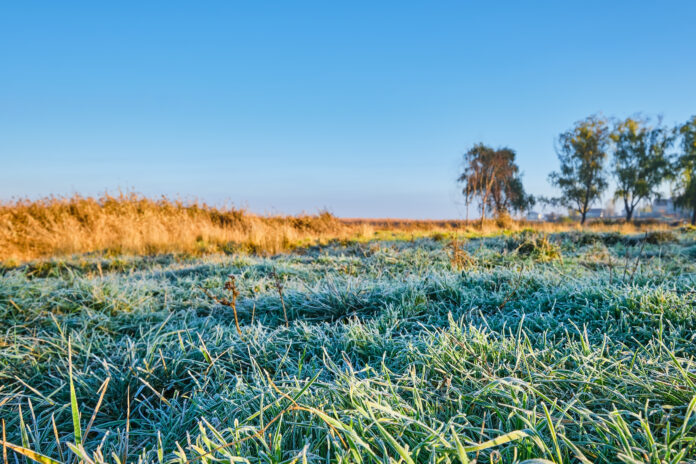 Frozen spring meadow at sunrise in the Netherlands. Selective focus on the front grass. Defocused background. Close-up.