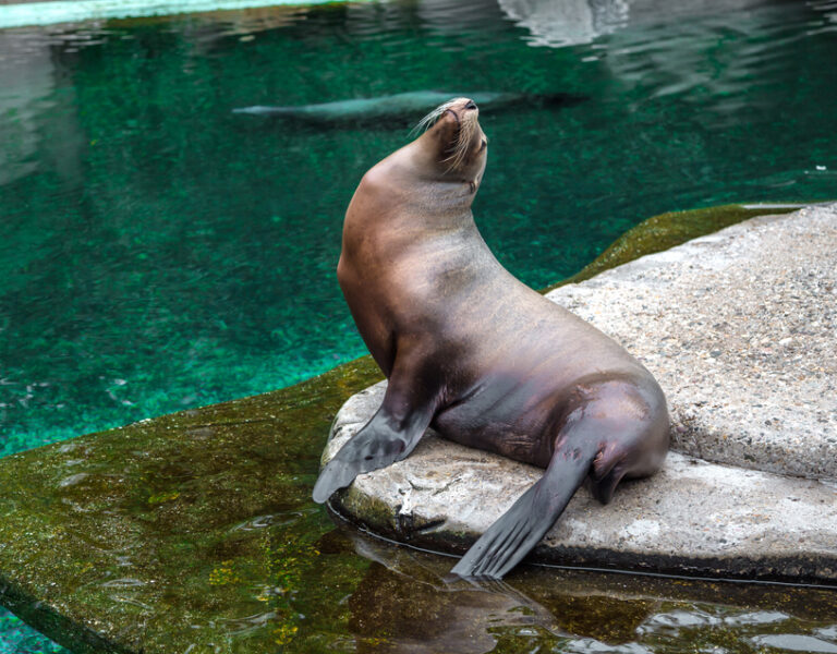 fur-seal-in-zoo-enclosure-dutch-zoos