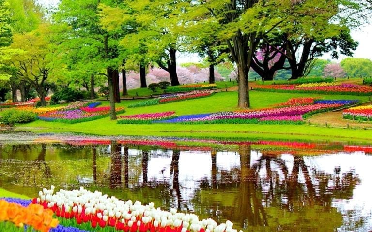 Wow! A record 1.5 million visitors went to Keukenhof this year