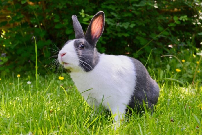 photo-of-a-bunny-in-the-garden