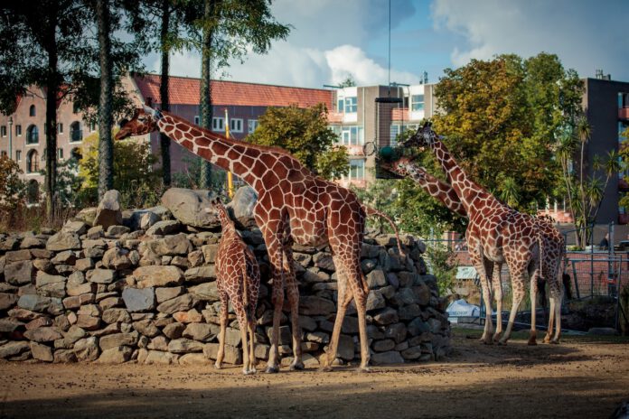 photo-of-two-adult-and-one-baby-giraffe-at-artis-zoo-netherlands-with-buildings-in-background