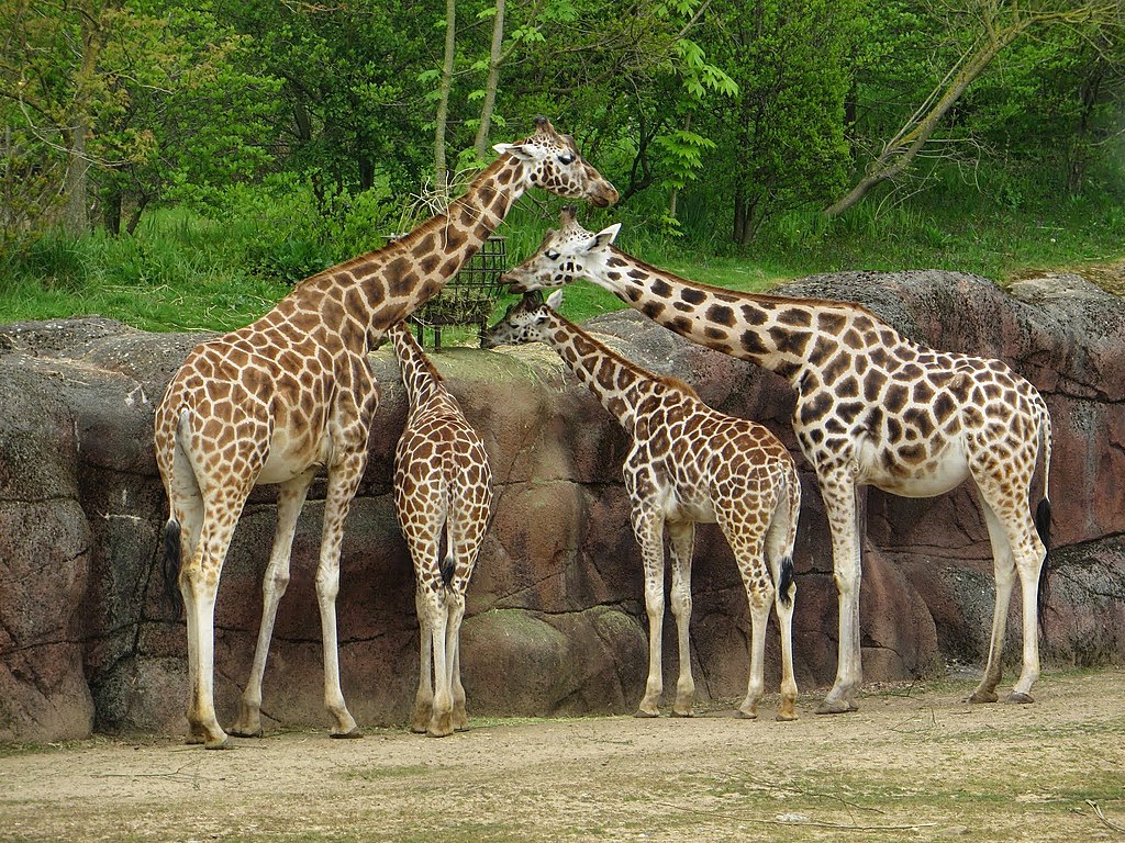 photo-of-four-giraffes-eating-at-gaia-zoo-kerkrade-netherlands