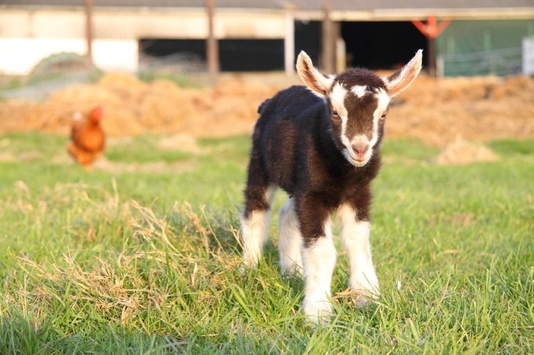 I’m not kidding – Goat Yoga really is a thing!  