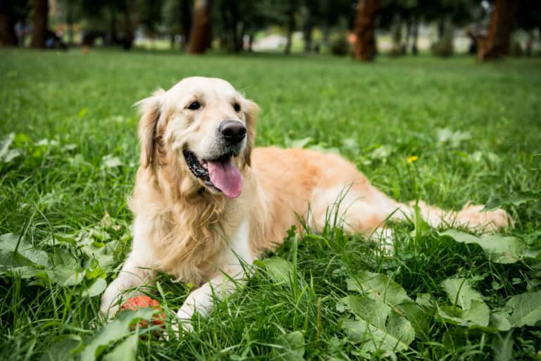 Dutch Quirk #95: Not have any stray dogs