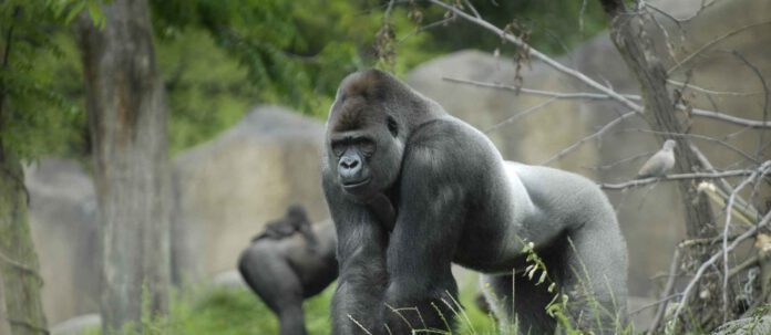 photo-of-gorilla-bokito-from-diergaarde-blijdorp-rotterdam-zoo