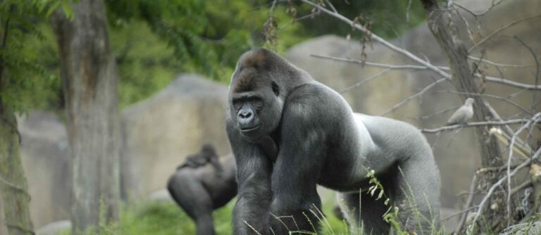 Famous Dutch gorilla Bokito passes away in Rotterdam Zoo
