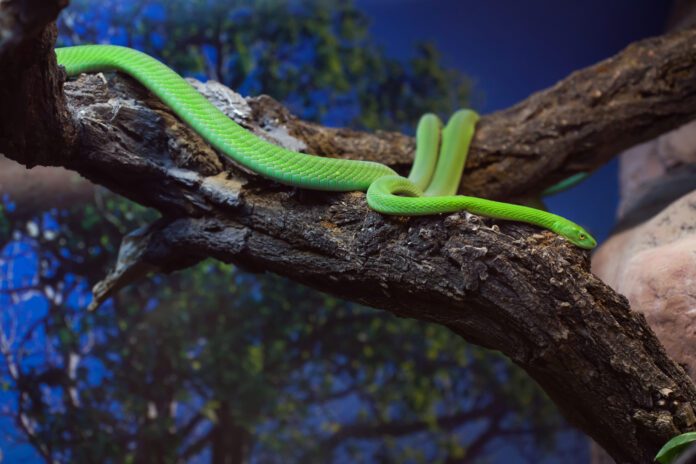 photo-of-green-mamba-snake-in-tree