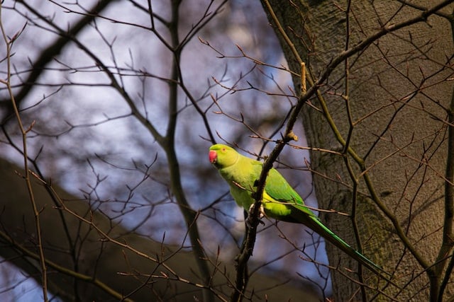 green ring-necked parakeet on a branch
