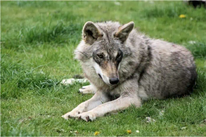 grey-european-wolf-lounging-in-the-grass-of-a-dutch-park