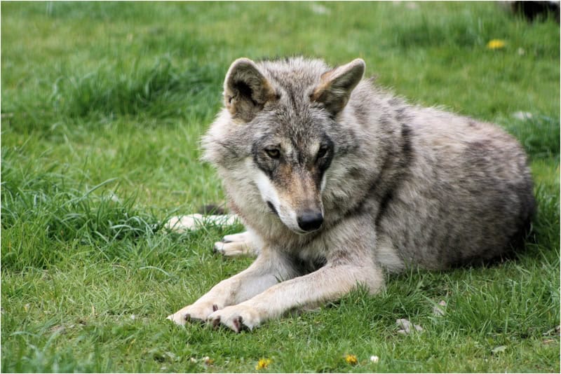 grey-european-wolf-lounging-in-the-grass-of-a-dutch-park