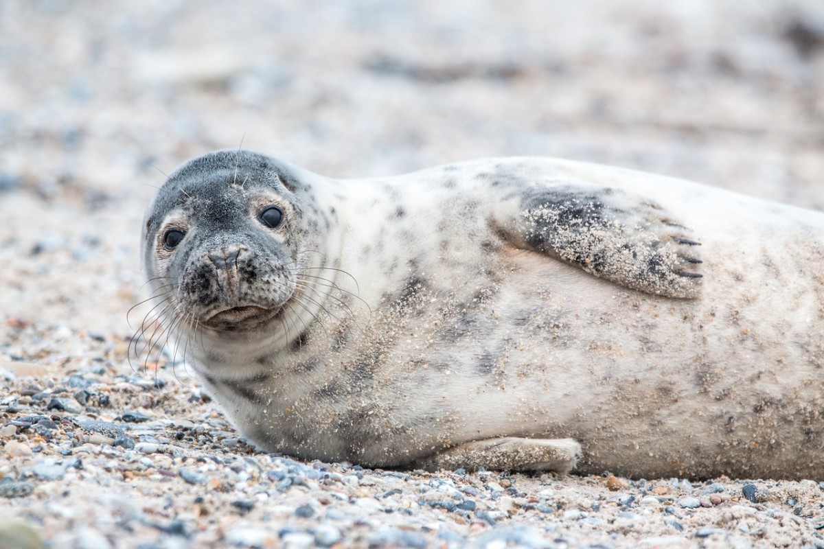 wildlife in the Netherlands seal