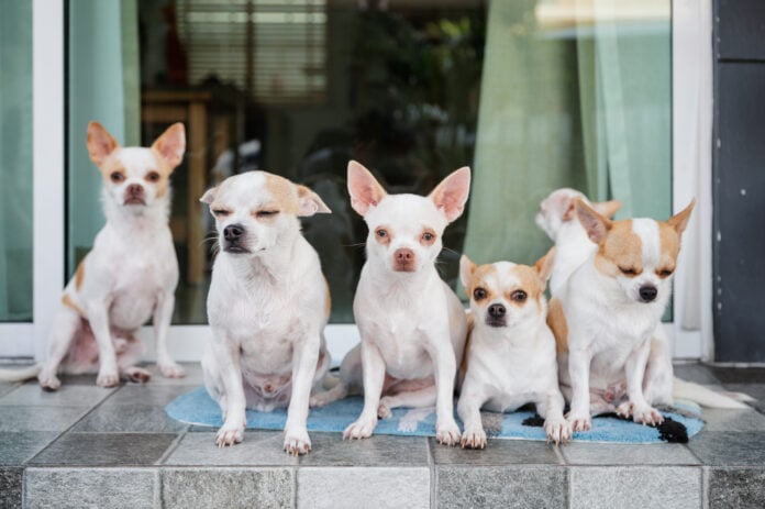 five-short-haired-chihuahuas-sit-on-a-porch