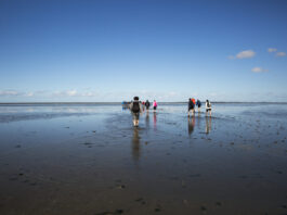 group-mudflat-walking-wadden-sea-netherlands