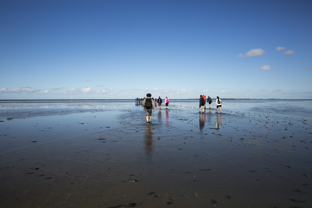 group-mudflat-walking-wadden-sea-netherlands