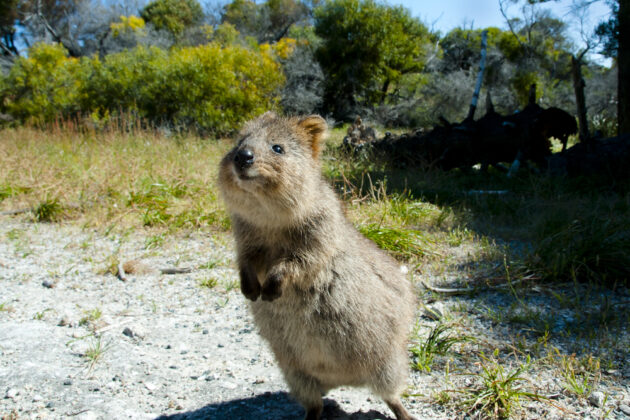 Australia And The Netherlands: Adventures At Sea And Shared History 