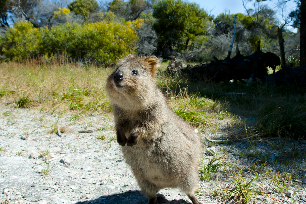 australian-quakka