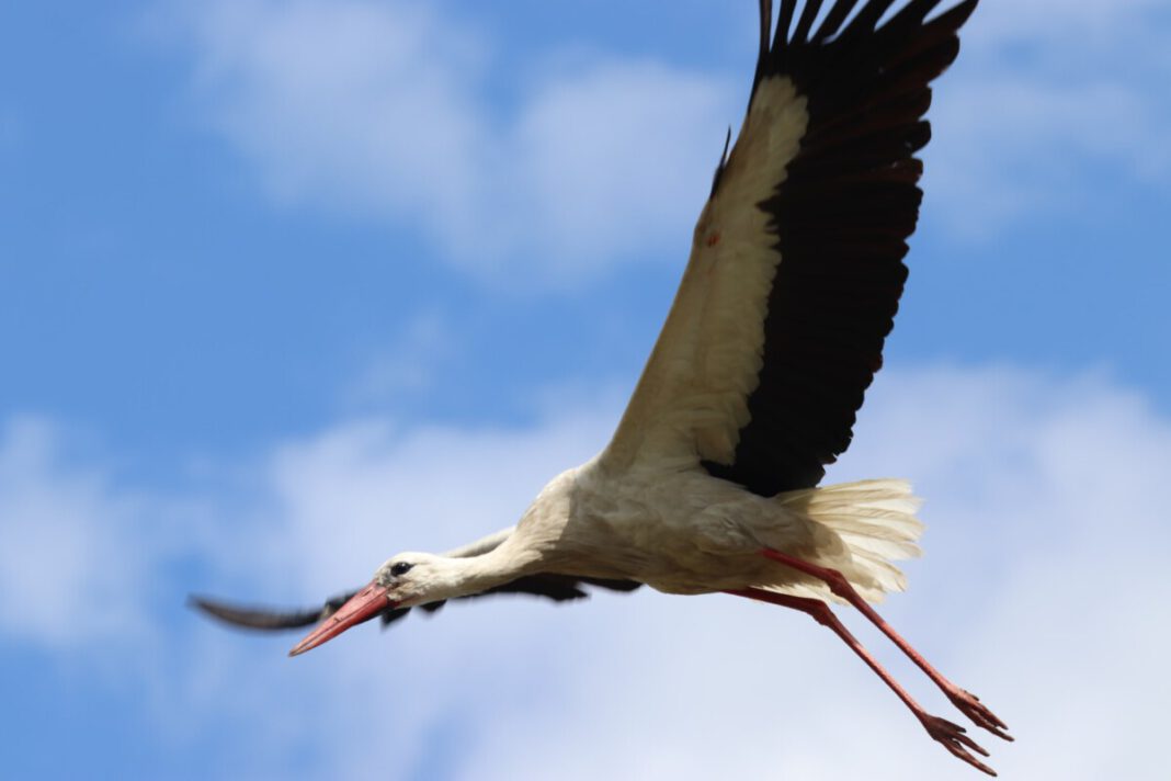 stork-flying-over-the-Netherlands