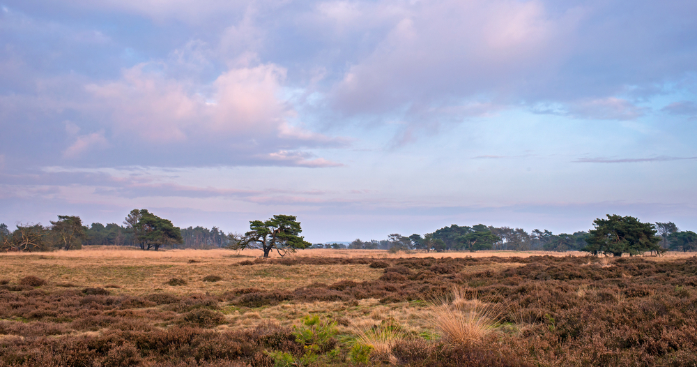 hoge-veluwe-national-park-heather-landscape-with-trees