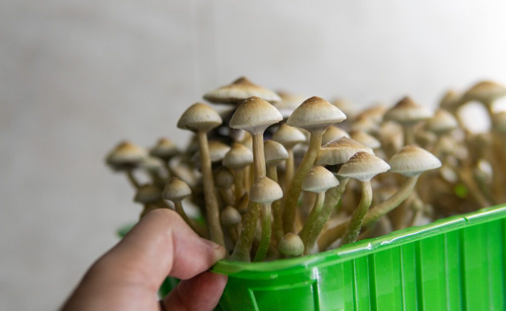 person-holding-plastic-container-with-home-grown-magic-mushrooms-in-the-netherlands