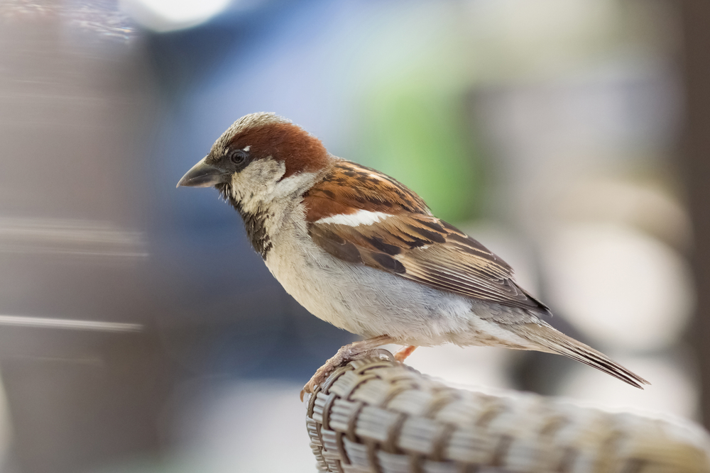 house-sparrow