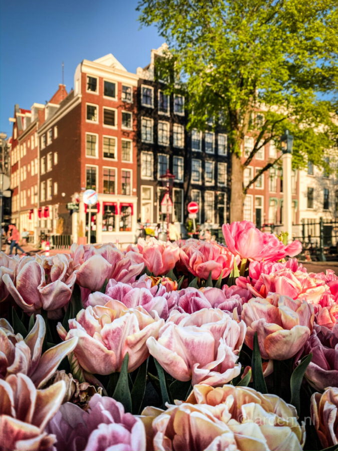 Tulips by ArdenNL